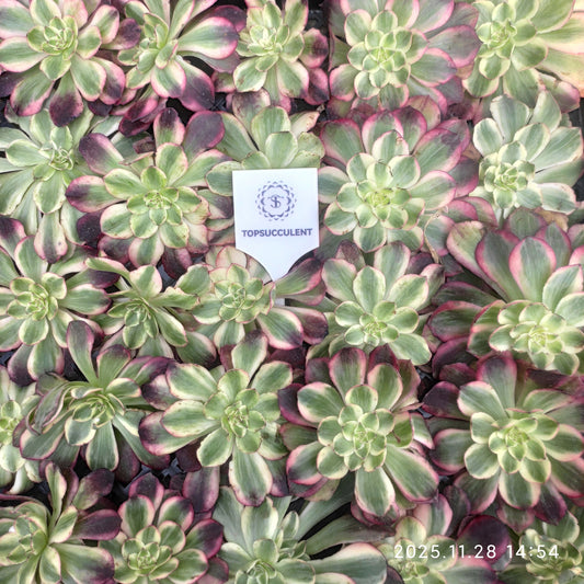 22980 シンセリティ　ハート（カット苗）（8cm pot）