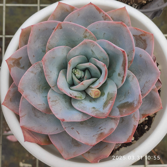 ZAJ035 ブレランド(12cm pot)