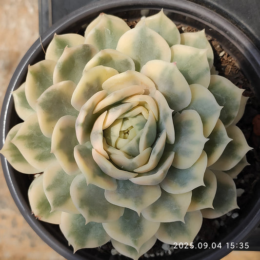 MMY1048 オンスロー錦（12cm pot）