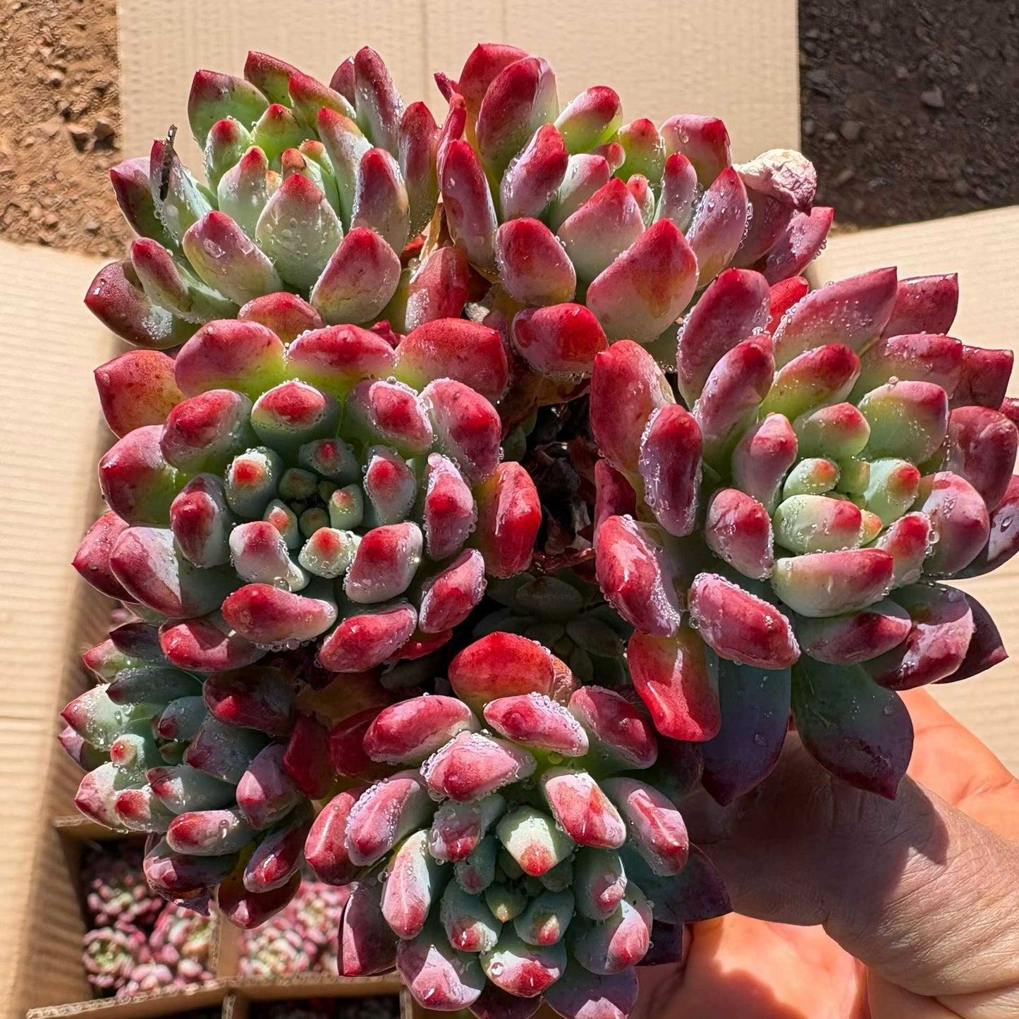 23390 ブルーエルフ