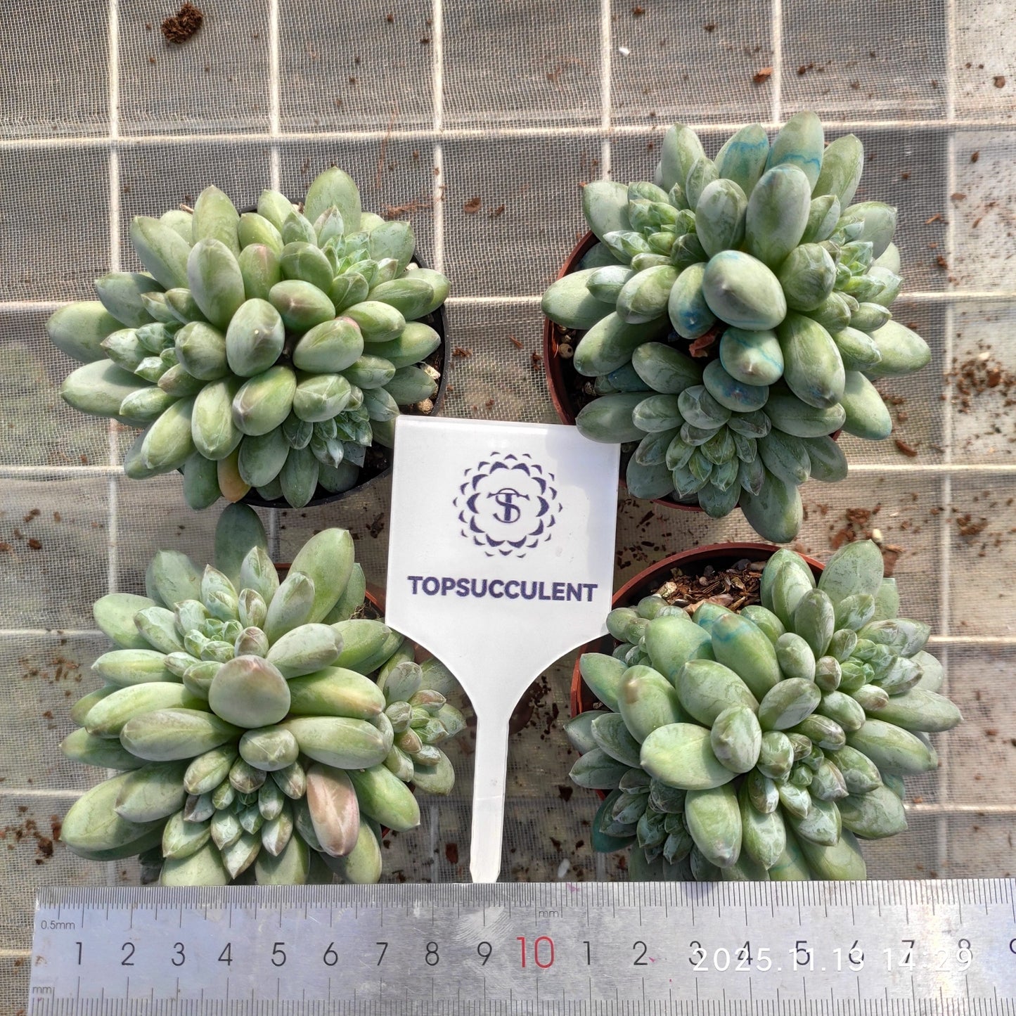 22470  グリーン　ハート　ビューティー（9cm pot）