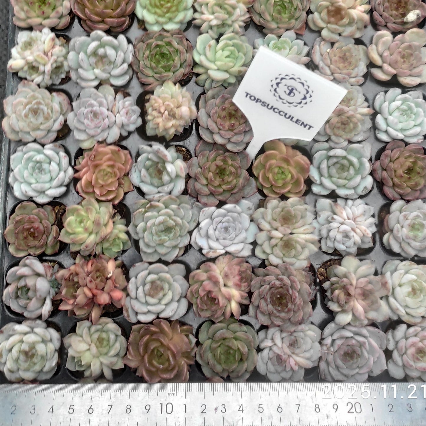 22143  ジェニー x クレープ（ミックス苗）（3cm pot）（ポット苗）