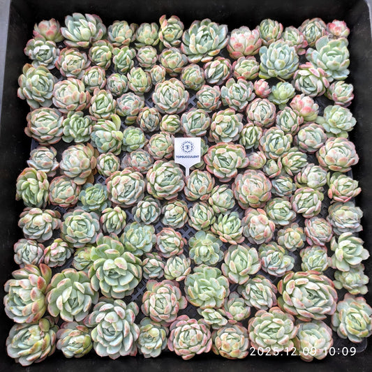 220750 ベリー（カット苗）