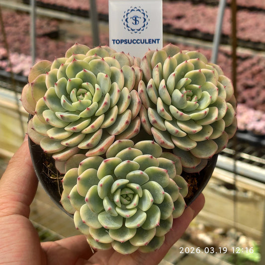 22259 ワイト　ミニマー錦