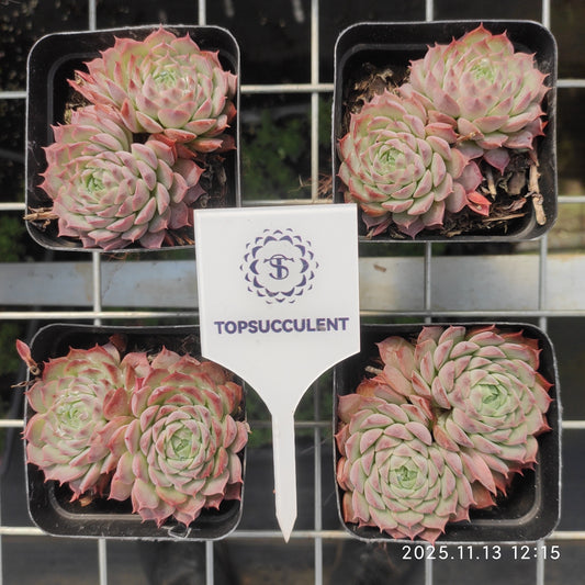 22447  シャーロットローズ（7cm pot）