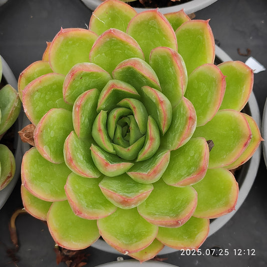 NGN774 ファイヤーフライHyb（9cm pot）