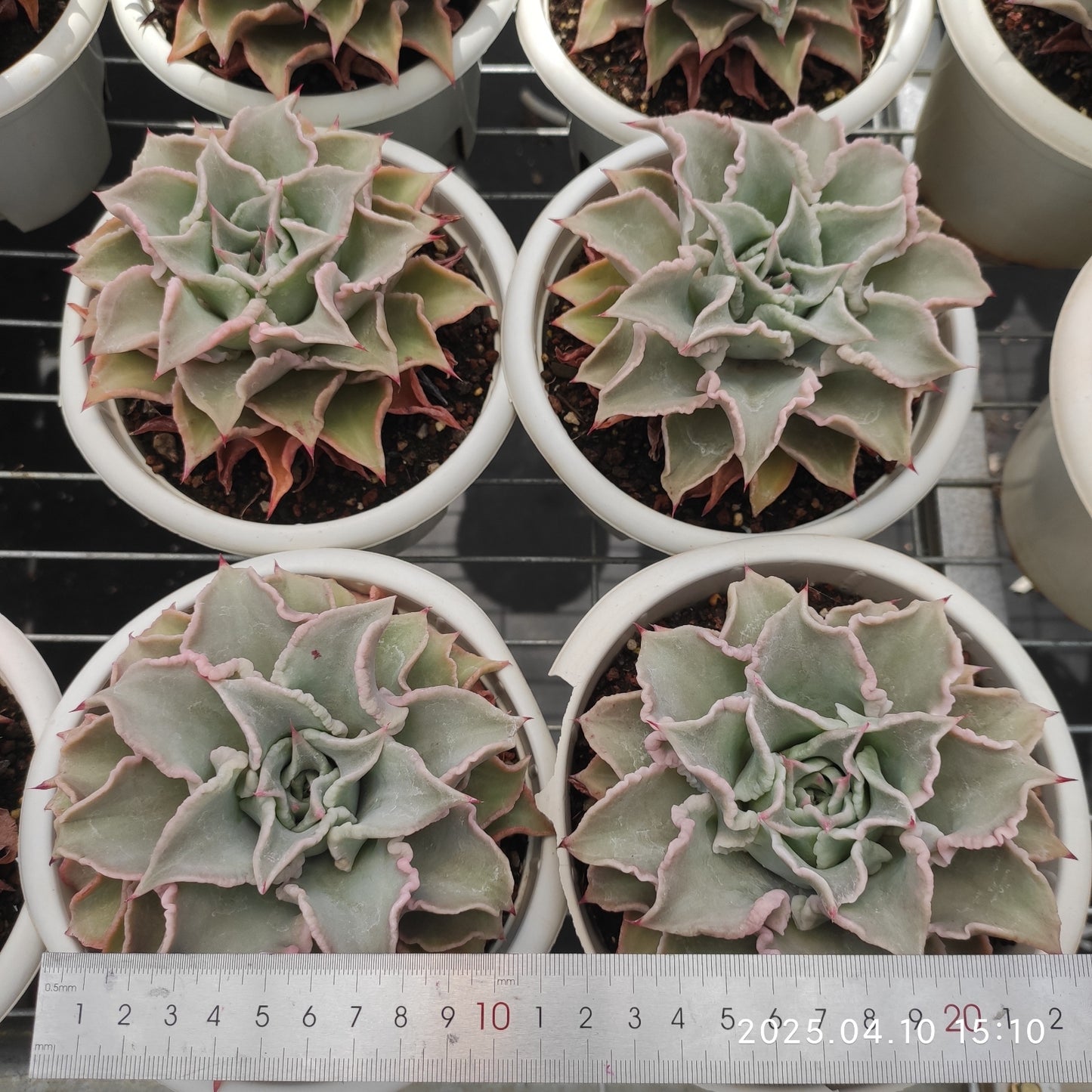 NGN375 マディバ（16cm pot）