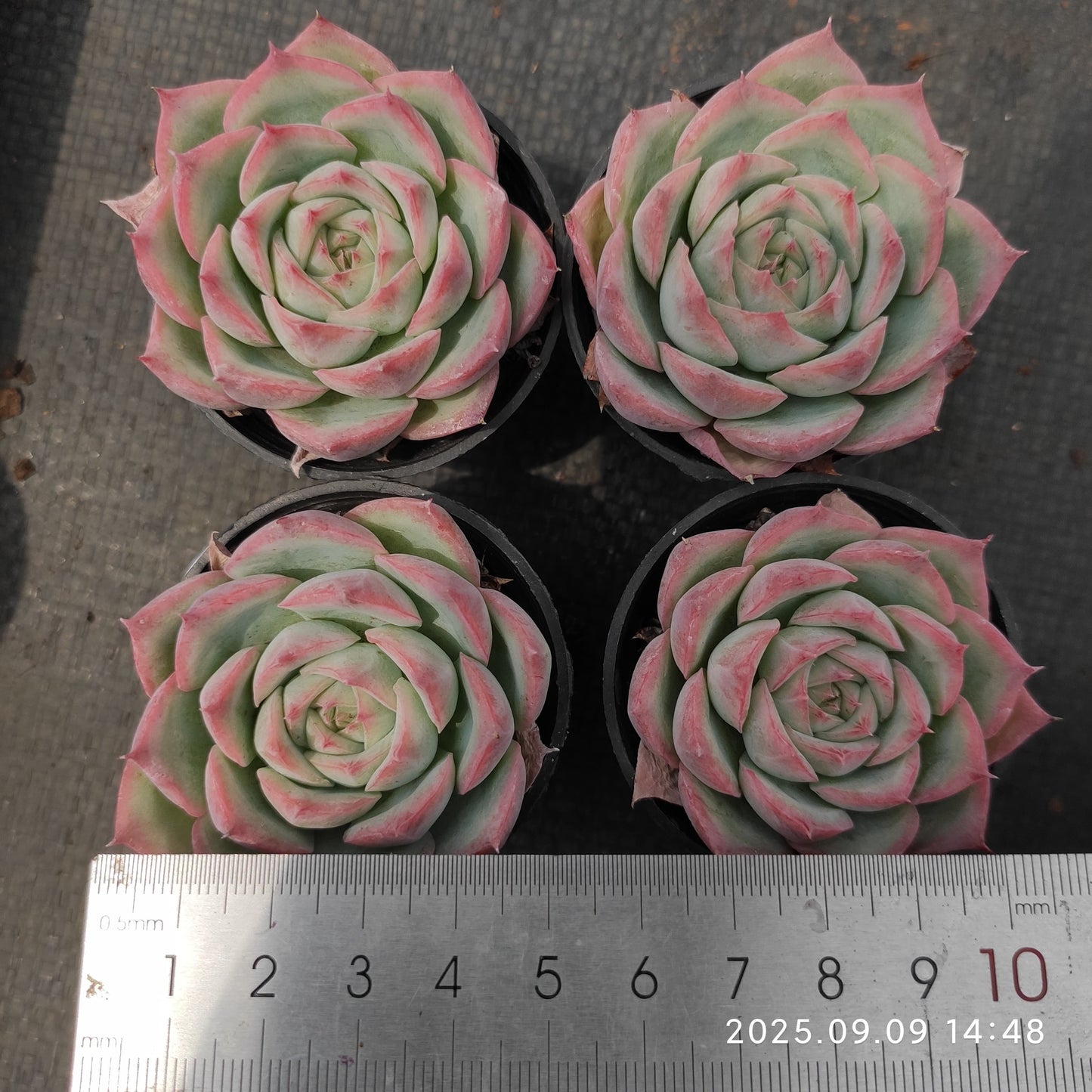MMT803 シルエット （5.5cm pot）