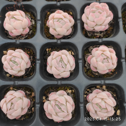 QN780 ベリー(3cm pot)
