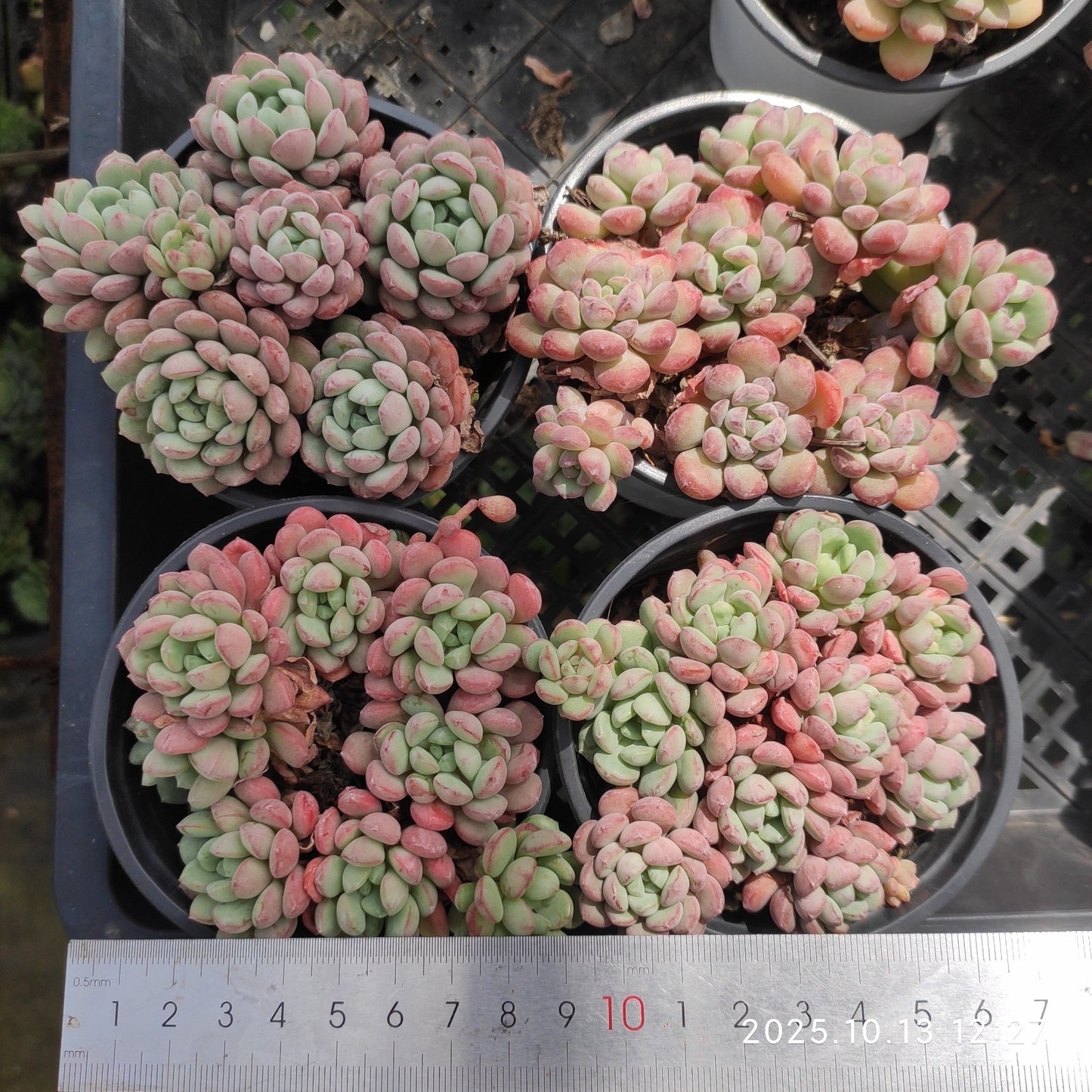 16311 リトルレッドエッグ（9cm pot）