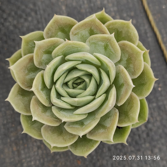 MMT683 オンスロー （5.5cm pot）
