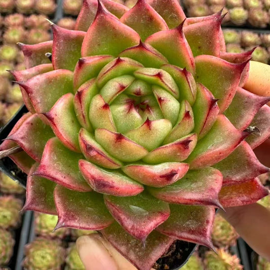 QNY153 パイレーツ　オブ　ザー　キャリビーウン（7cm pot）