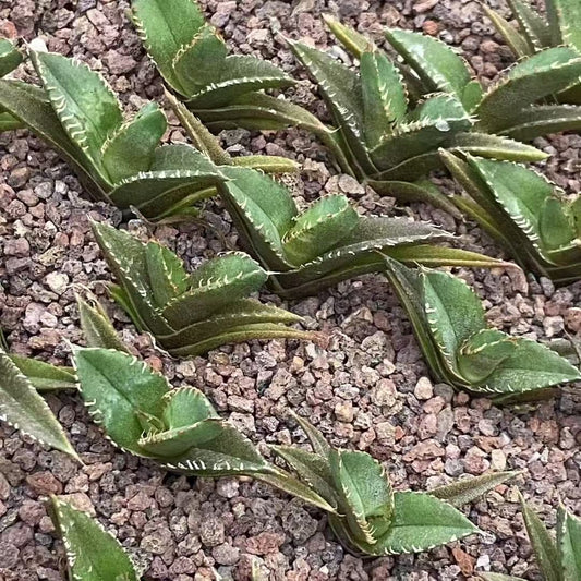MH305 アガベ　地獄火（じごくび）（5cm pot）