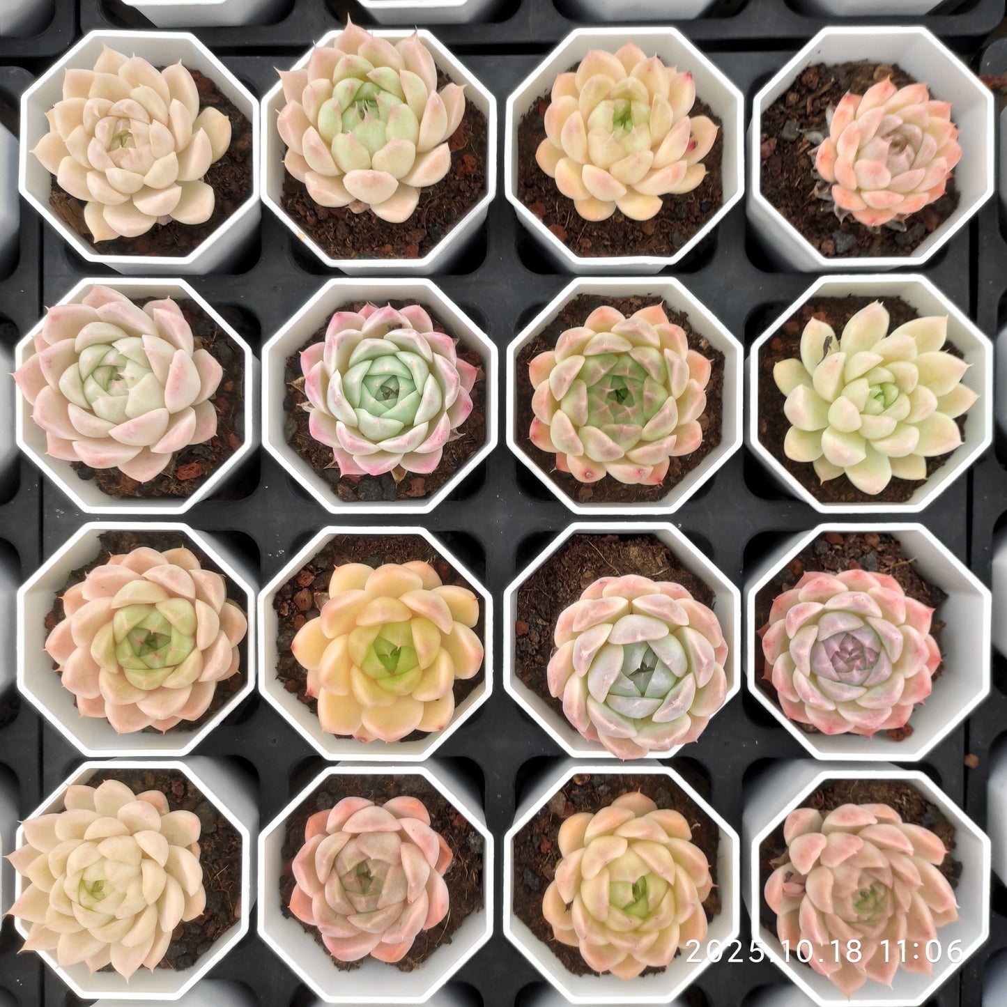 YBB316 新品種　クイーンローズHyb（7cm pot）