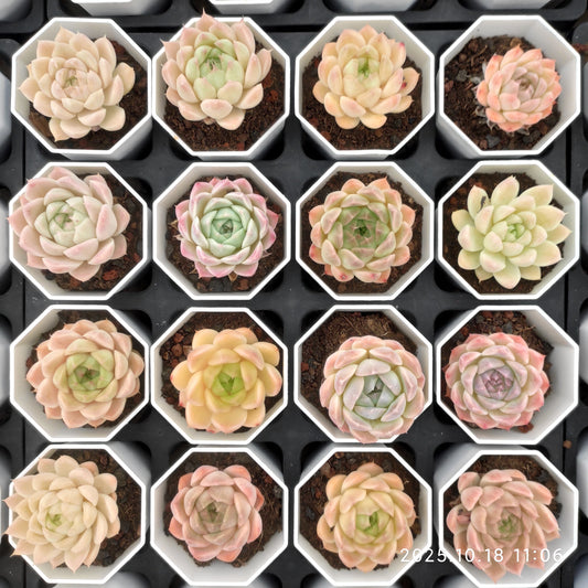 YBB316 新品種　クイーンローズHyb（7cm pot）