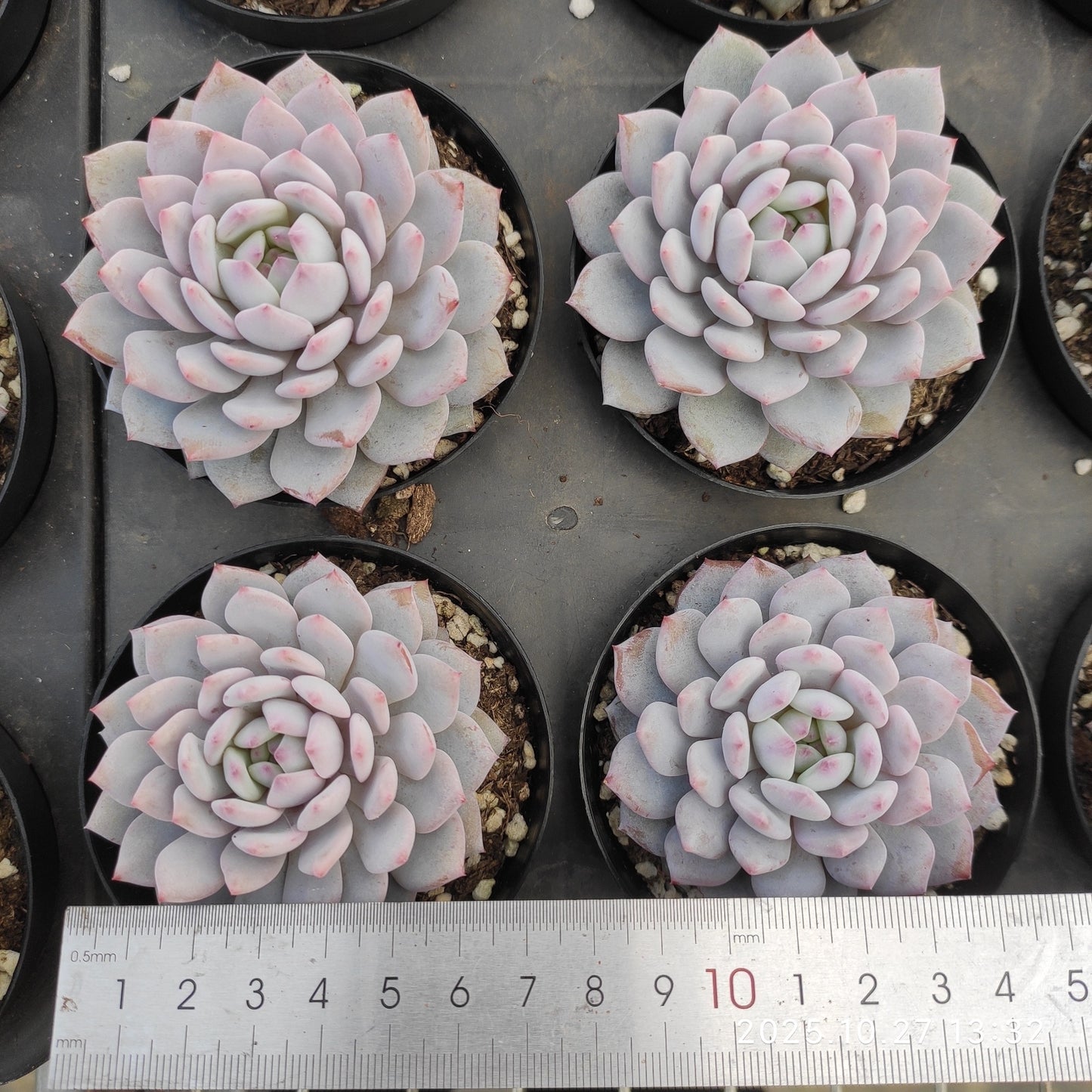 HG123 ジェード　モンロー（9cm pot）