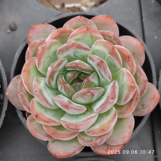 RC068 スターマーク（9cm pot）