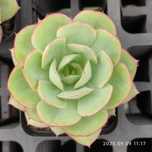 MMT273 パラメラ（7cm pot）