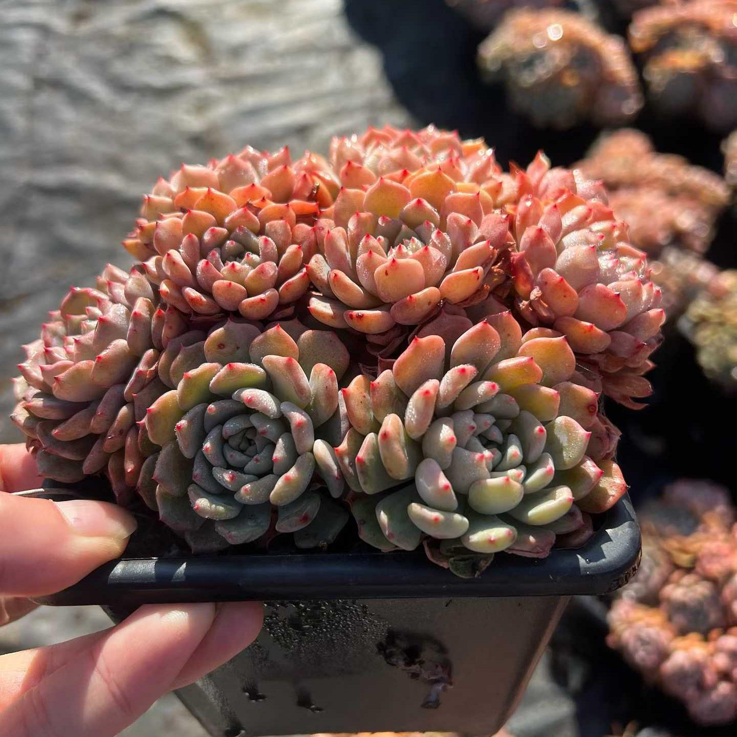 25272 マッチメーカー