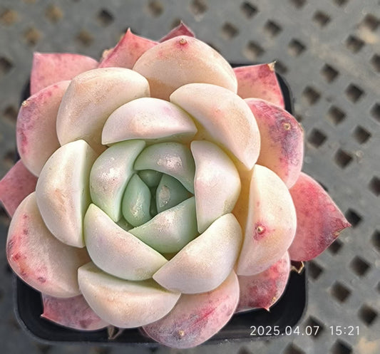 GR367 フライスター(6.5cm pot)