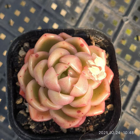 LG485 アイスシティ （6.5cm pot）