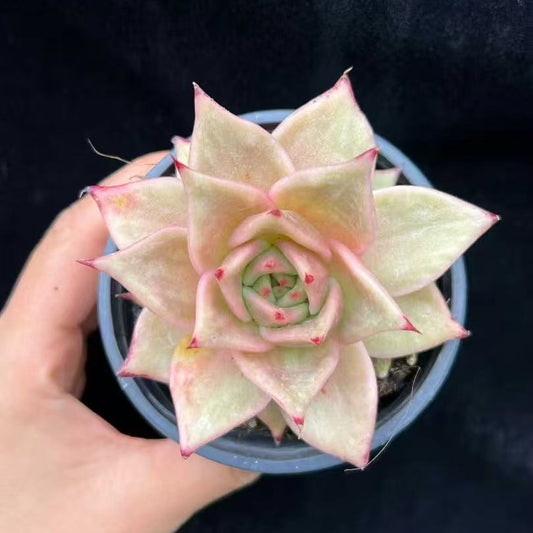 BL1887 スターズ錦（9cm pot）