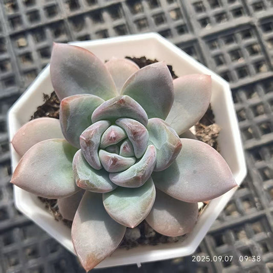FFH110 スターモンロー(7cm pot)