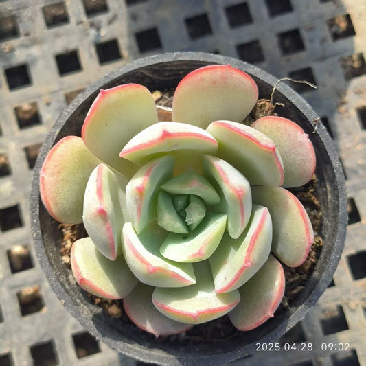 HBY088 サブコリンボサ ラウ026 （6.5cm pot）