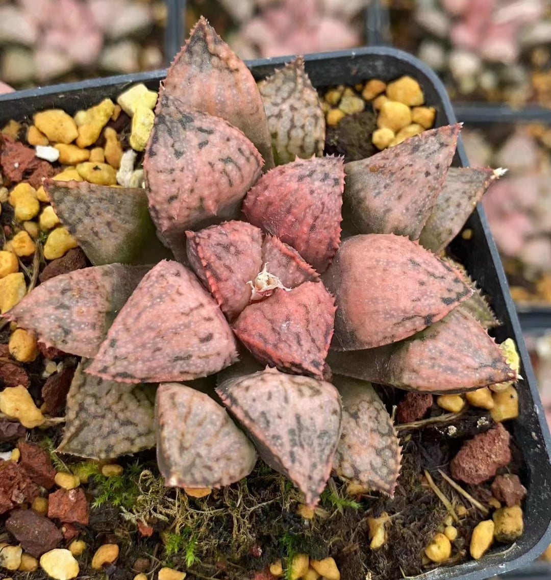 8011 ピンク星雲