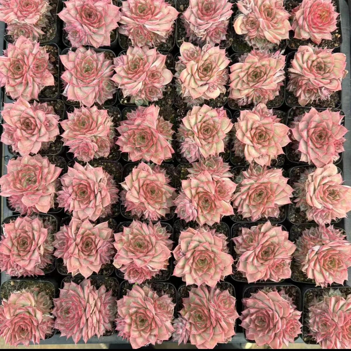 22635  ピーオニー　フェアリー（7cm pot）