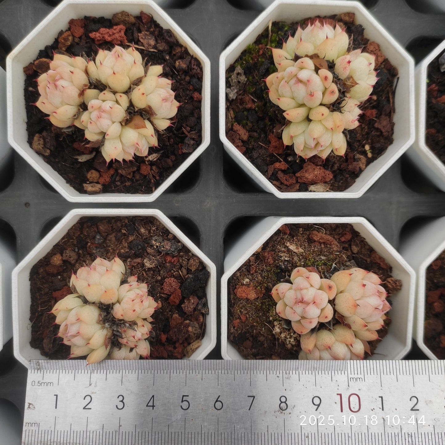 21555 レインフルーツ（7cm pot）