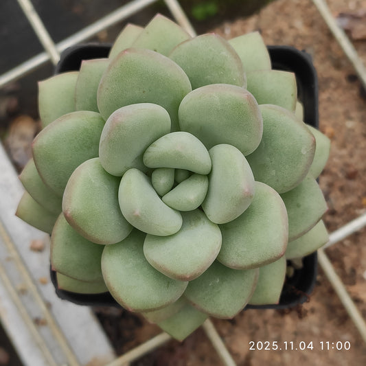 18924 バブルガム（7cm pot）