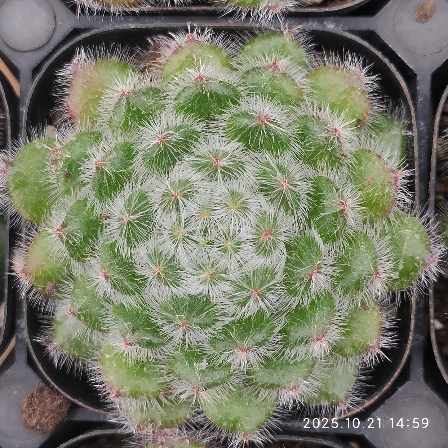 MMY634 ゴールデン フルーツ（6.3cm pot）