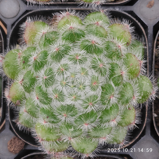 MMY634 ゴールデン フルーツ（6.3cm pot）