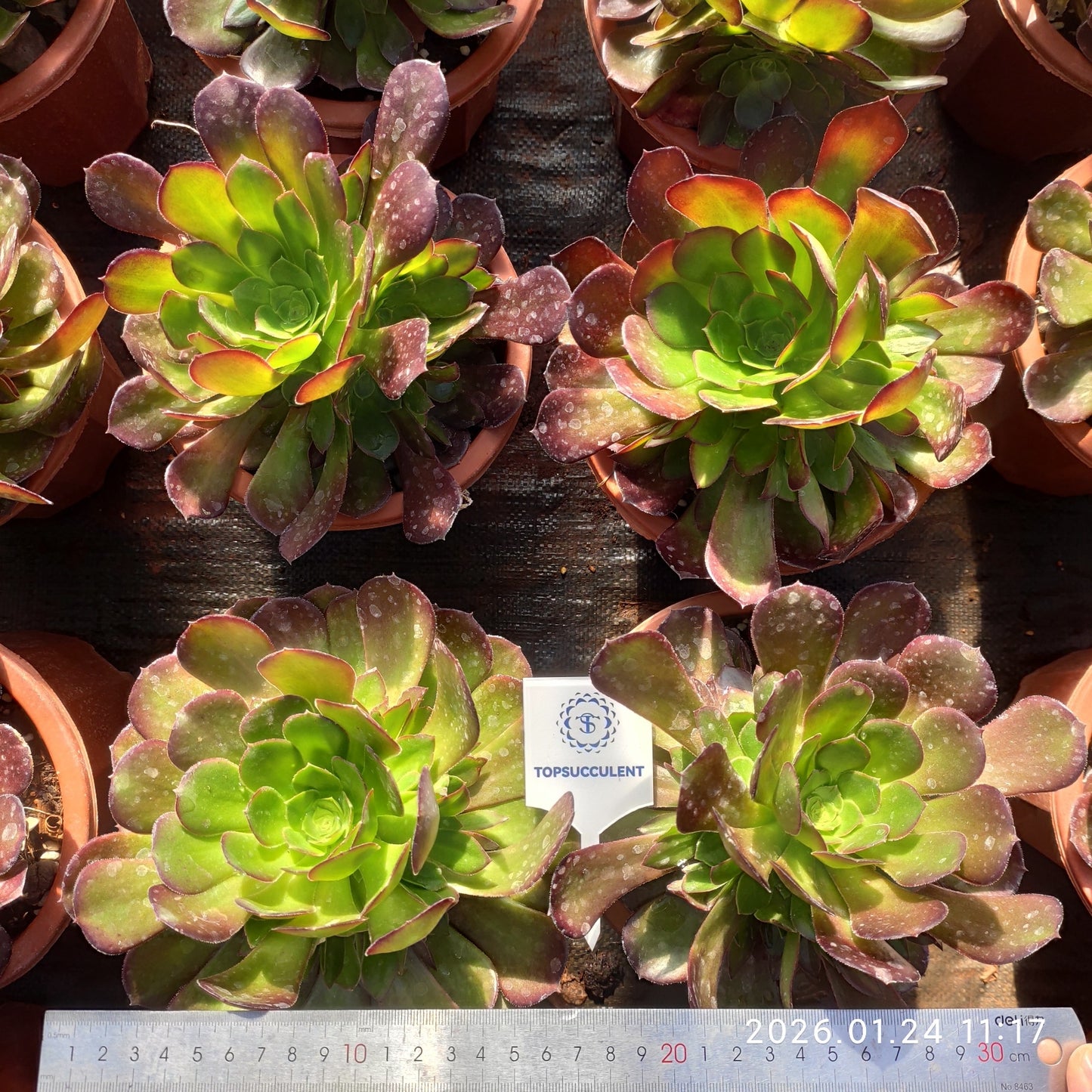 25481 ダッチ ローズ