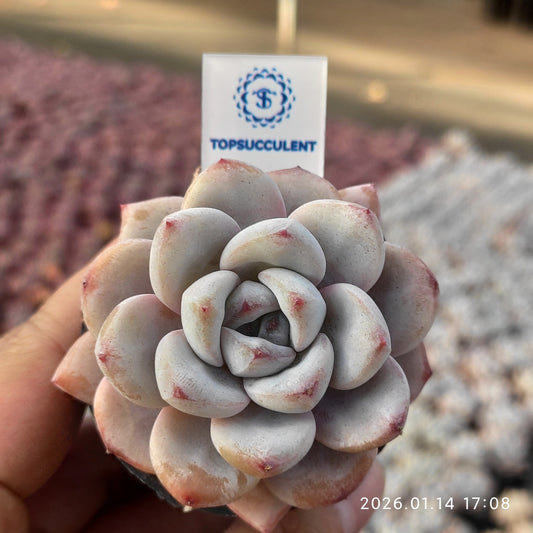 20066 スパーク　スノー