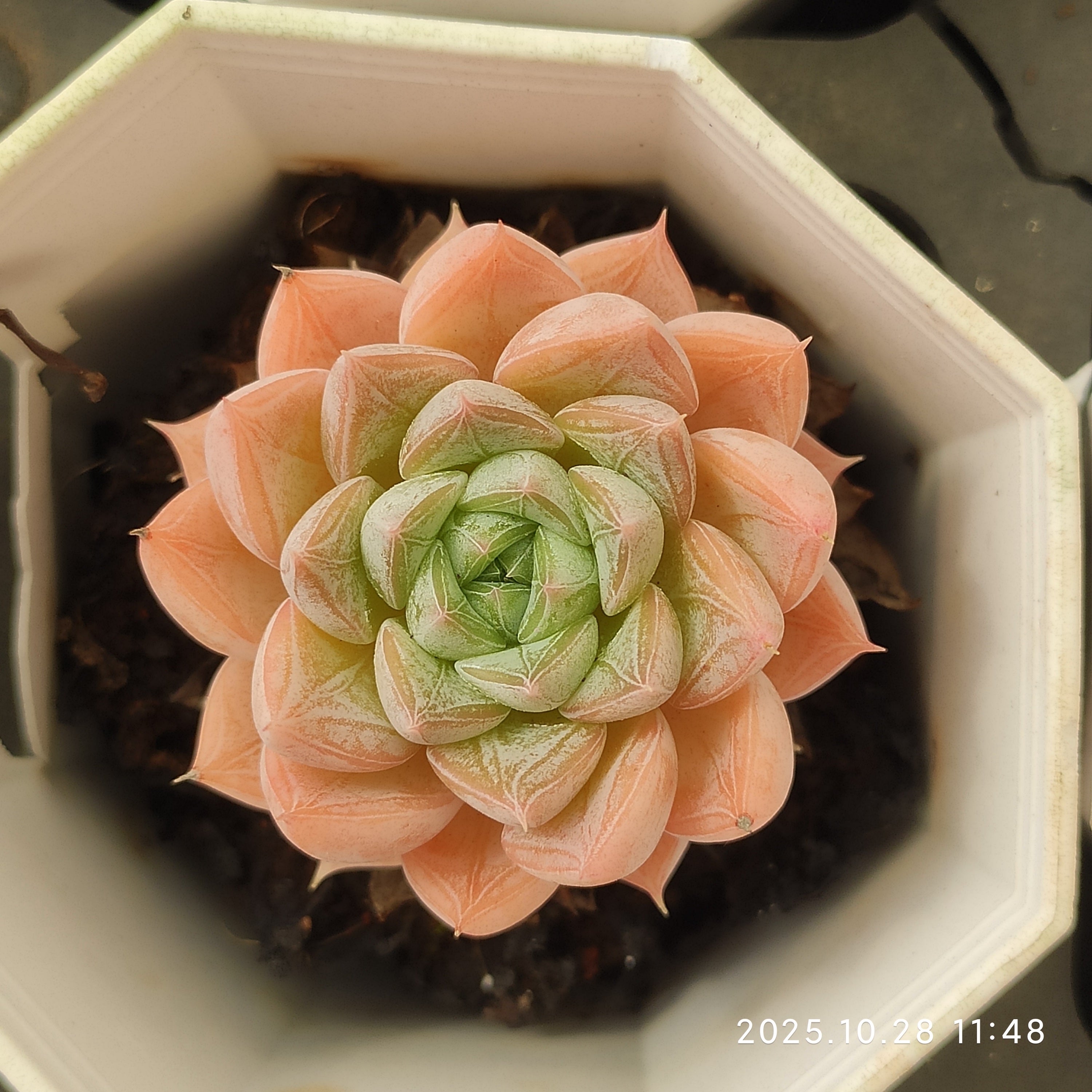 精選 単頭 20260611 – Top Succulent®