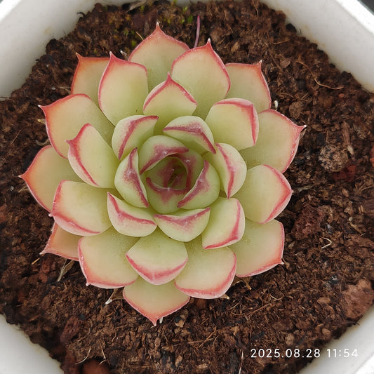 YBB239 ドリーム　トーク　ローズ（7cm pot）