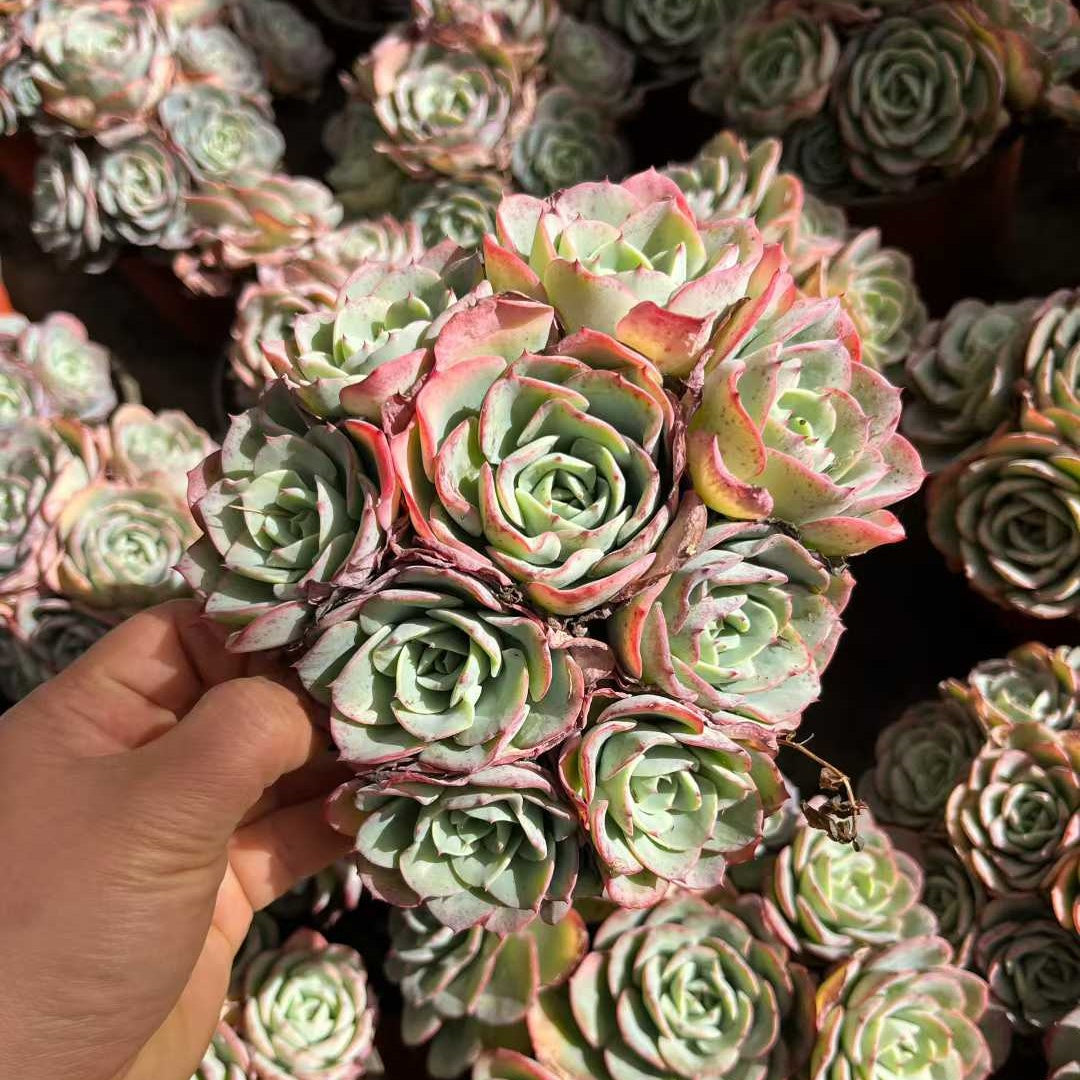 23558 ピーチス＆クリーム（12cm pot）