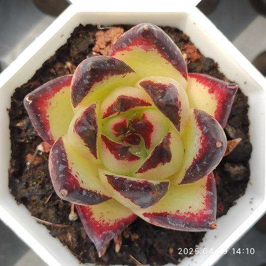 YBB029 エボニー（7cm pot）