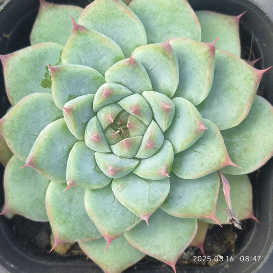 LG717 チワワエンシス Hyb（6.5cm pot）