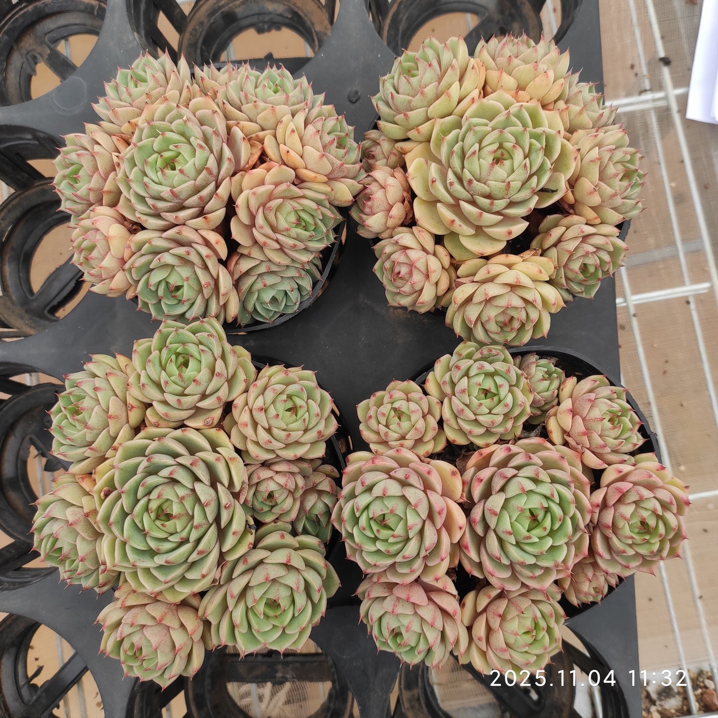 22273 ベンバディス（11cm pot）