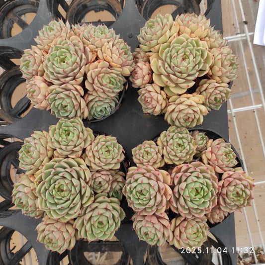 22273 ベンバディス（11cm pot）