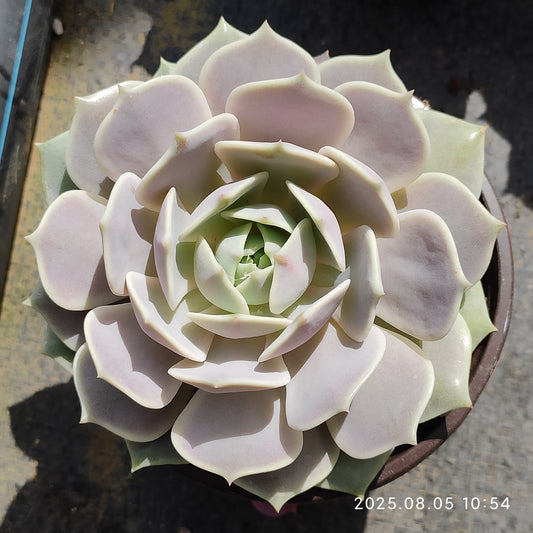 GDX011 ローラ（11cm pot）