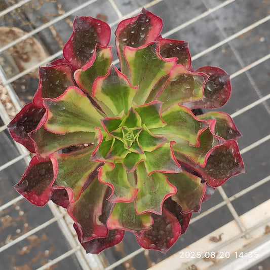 ON720 アエオニウム　ファントム（15cm pot）