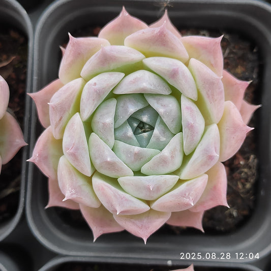 YBB037 ロザリア（5.5cm pot）