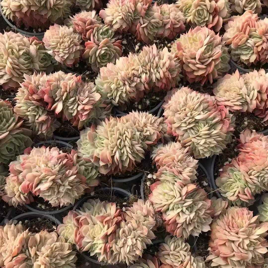 25795 オウンスロー綴化