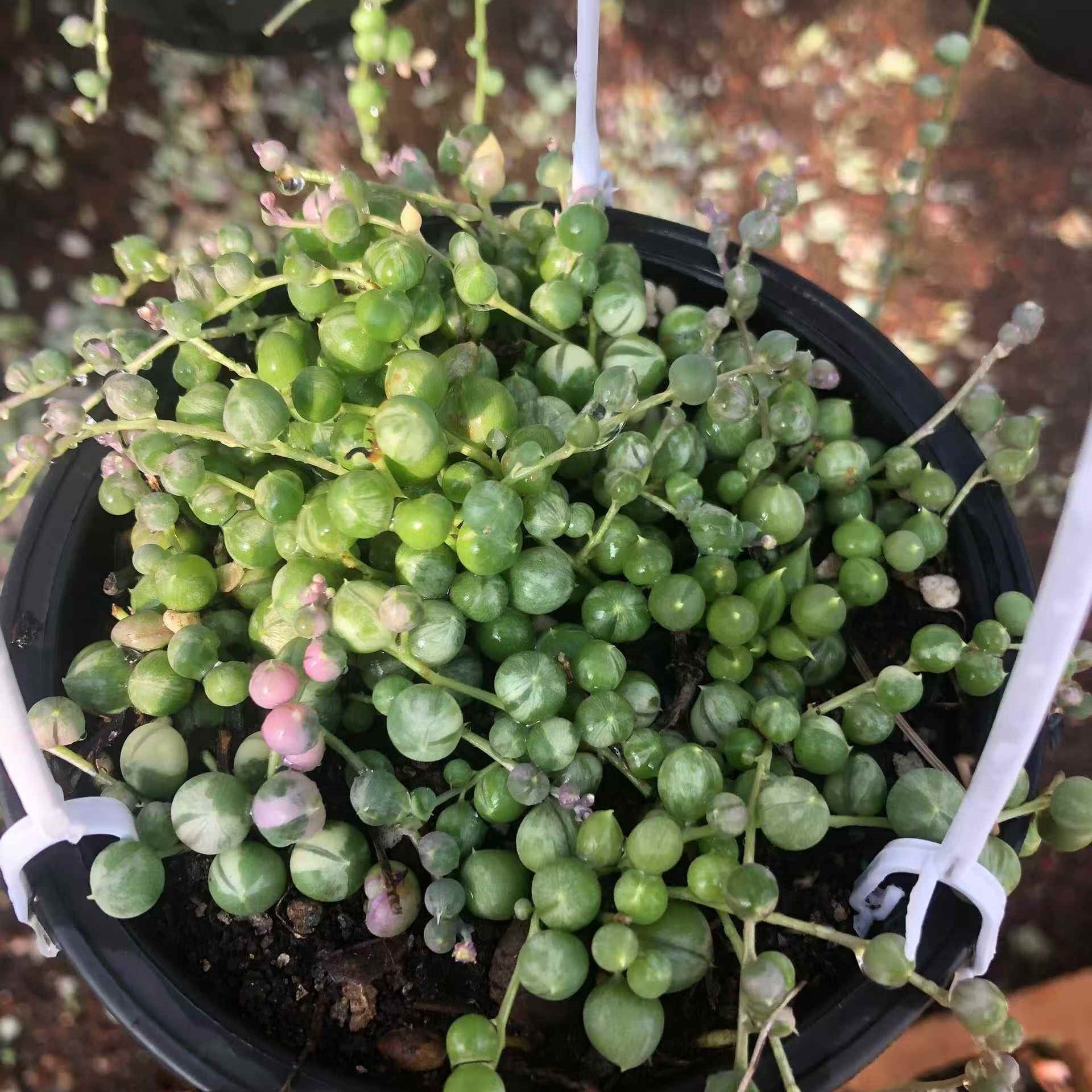 セネシオ – Top Succulent®