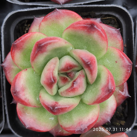 MMT364 TM（7cm pot）