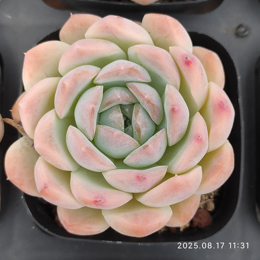 LMM401 クリームローズ Hyb（7cm pot）